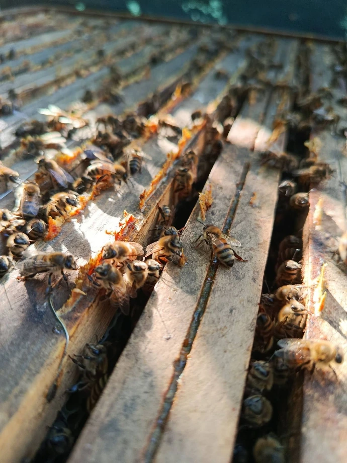 photo d'abeilles en grand nombre, disposées sur le cadre de la ruche.