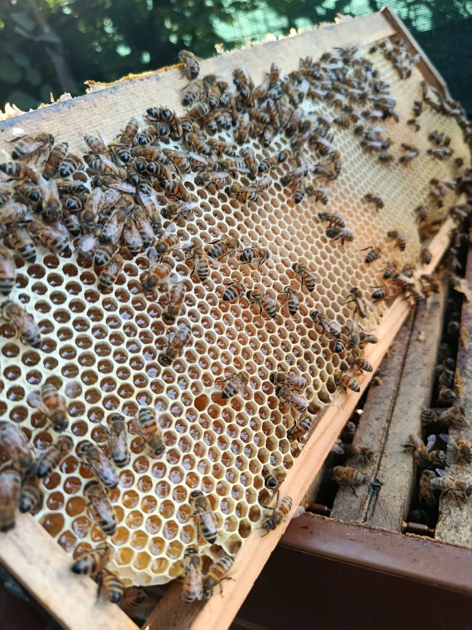 photo d'abeilles en grand nombre, disposée sur un cadre de ruche sorti