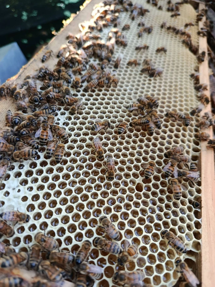 photo d'abeilles en grand nombre, disposée sur un cadre de ruche sorti