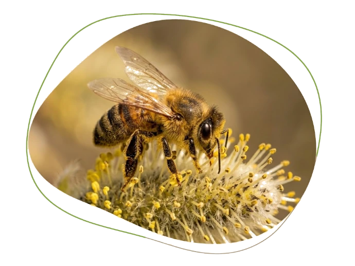 abeille occupée à butinée une fleure jaune